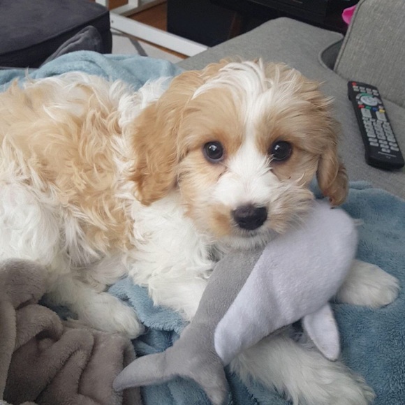 Meet your Posher, Ariel - Picture 1 of 1